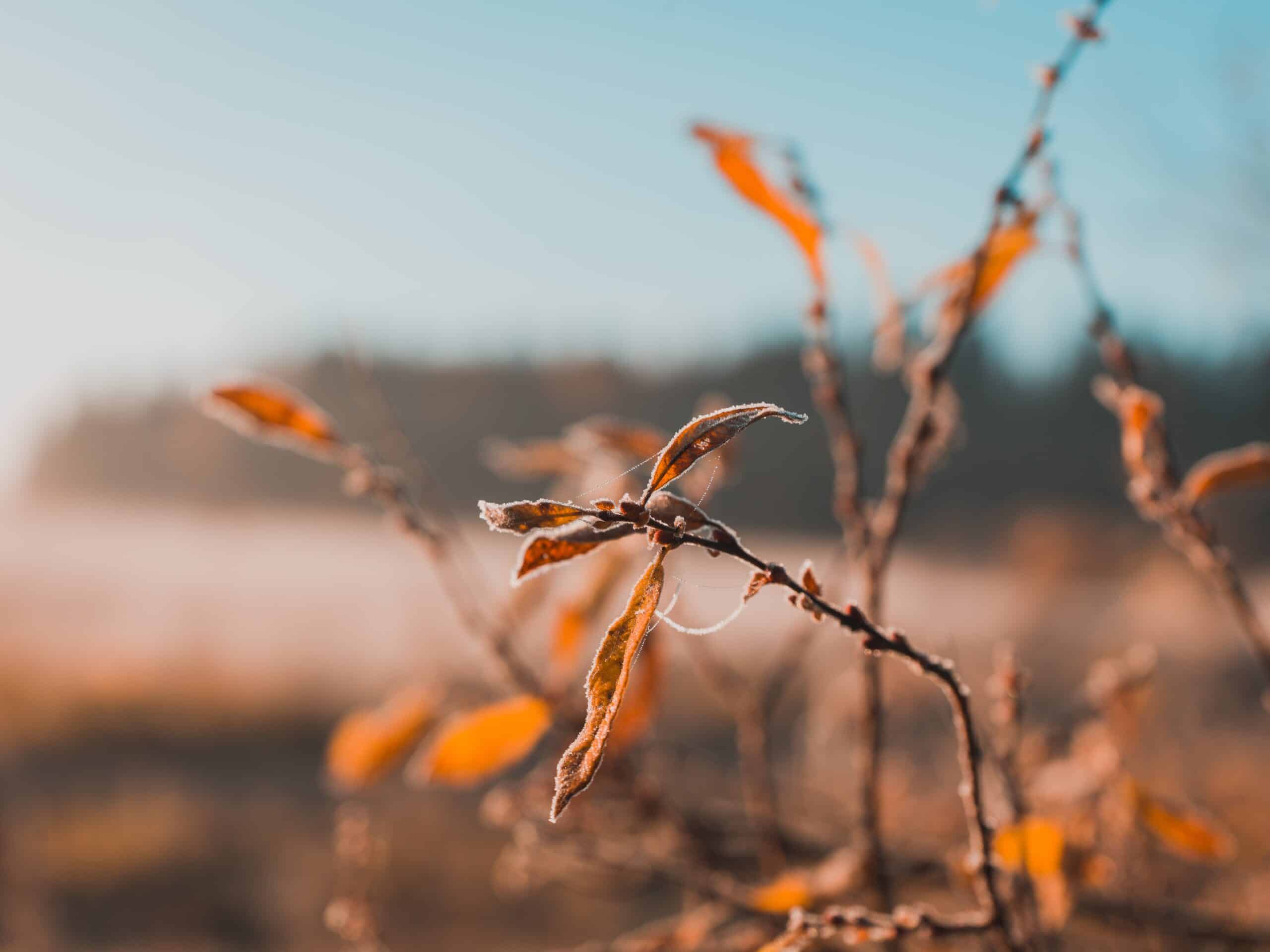 Atskats uz aizvadīto sezonu un nākotnes plānošana ar Mans Lauks